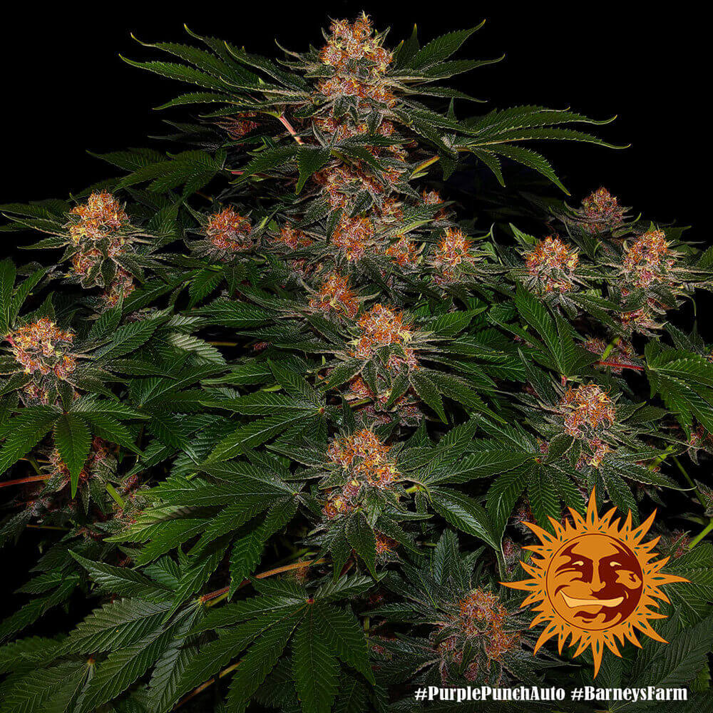 Purple Punch Auto