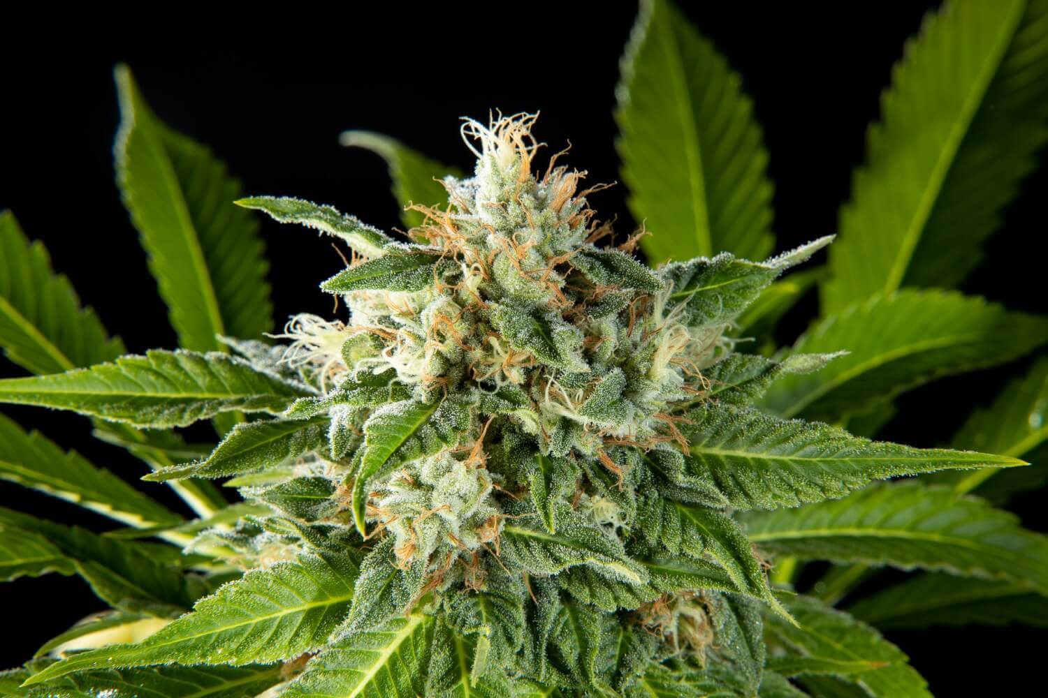 Da Critical 