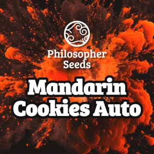 Mandarin Cookies Auto