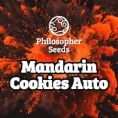 Mandarin Cookies Auto