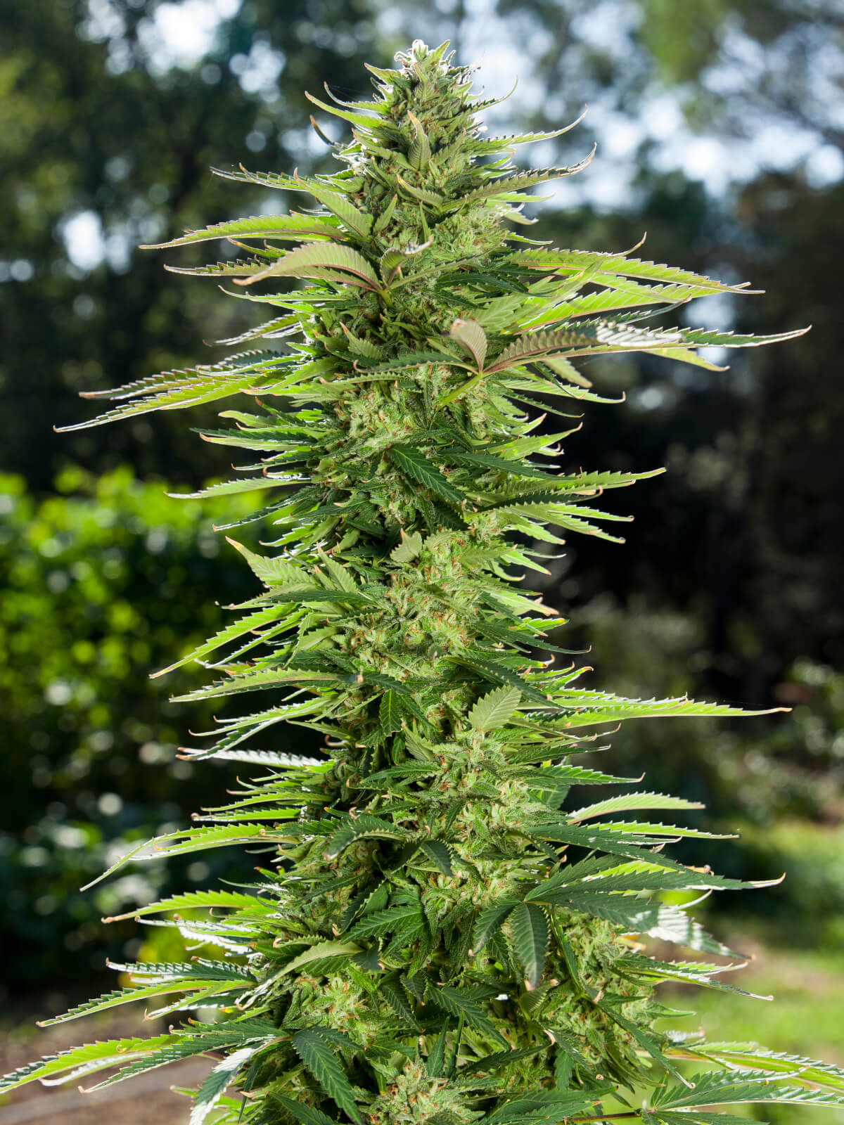 Early Gelato