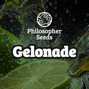 Gelonade