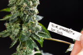 Blue Sherbet x Do-Si-Dos