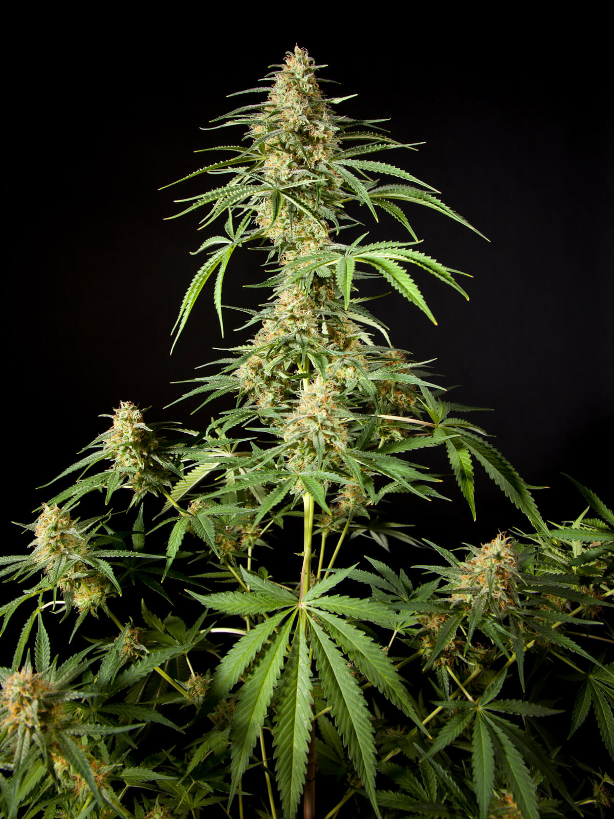 Philo Skunk / Gokunk