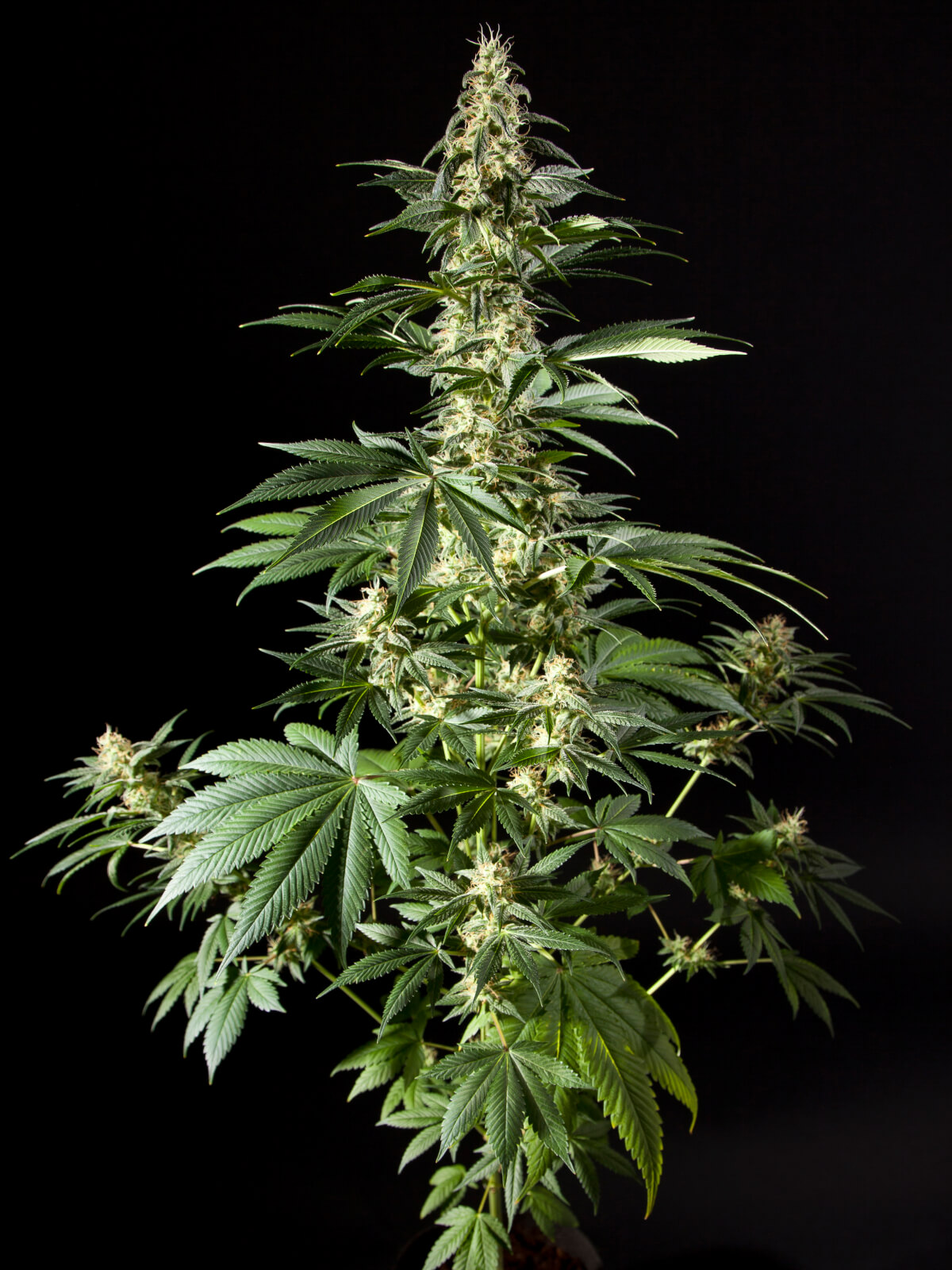 Diesel Tangie / Heaven's Fruit