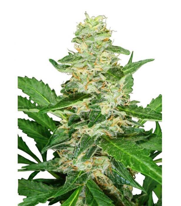 Super Skunk Auto