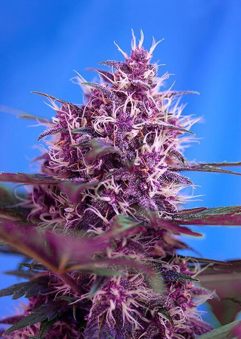Red Poison
