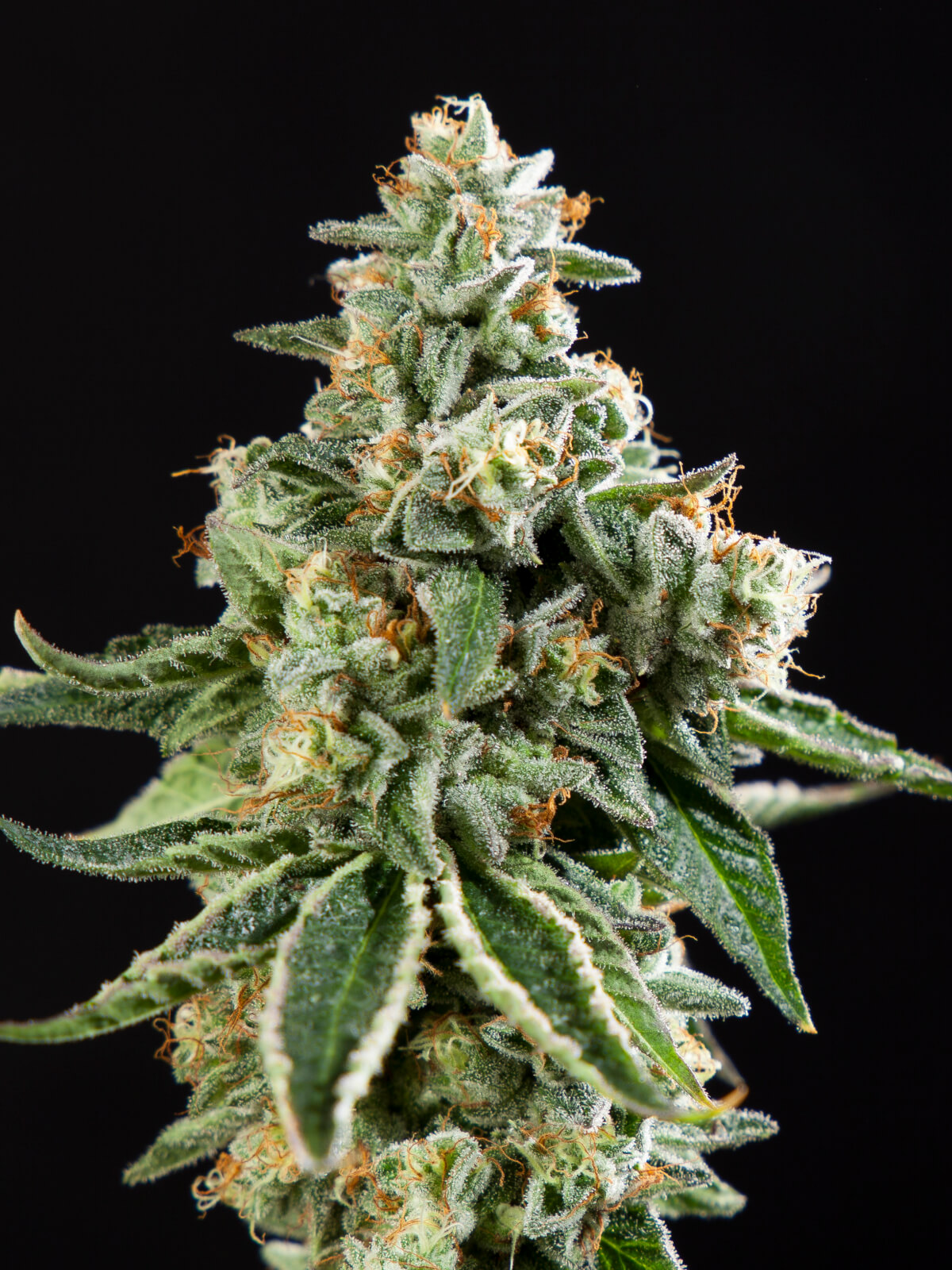 Corleone Kush x Do-Si-Dos Fem