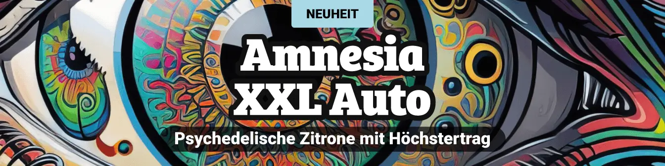 Amnesia XXL auto 